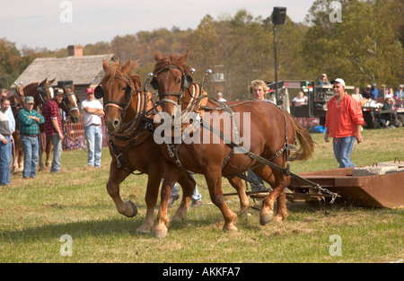 Pferd-Teams am Pferd ziehen Wettbewerb auf dem Ferrum-festival Stockfoto