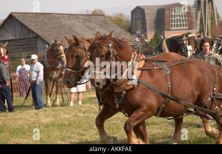 Pferd-Teams am Pferd ziehen Wettbewerb auf dem Ferrum-festival Stockfoto