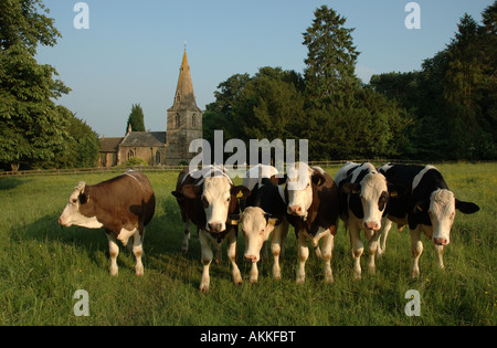 UK, Leicestershire, Gumley, Kühe grasen im Feld vor St Helens Kirche Stockfoto