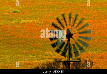 Windmühle und Frühling Wildblumen im Namaqualand National Park Stockfoto