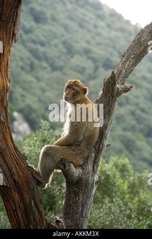 Porträt einer Barbary Affe, Gibraltar Stockfoto