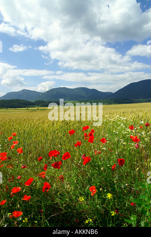 Common Poppy and filed agriculture in Liptov area in Slovakia Stockfoto