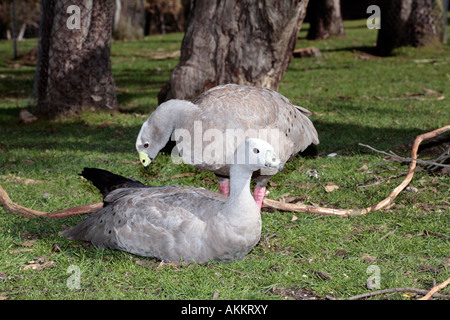 Cape kargen Gans paar Balz-Cereopsis novaehollandiae Stockfoto