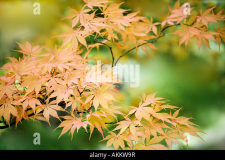 Goldenen japanischen Acer Ahornblätter im Herbst bei Westonbirt Arboretum, Gloucestershire, England, UK Stockfoto