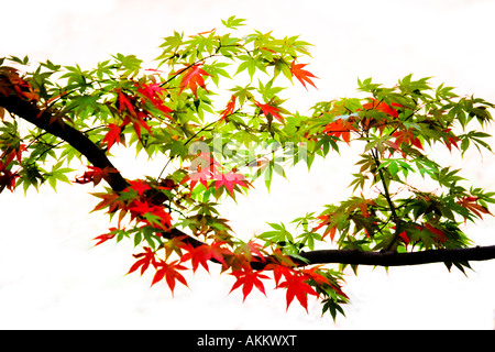 Niederlassung eines japanischen Acer Palmatum oder Ahorn mit roter Herbstfärbung vor einem weißen Hintergrund. Stockfoto