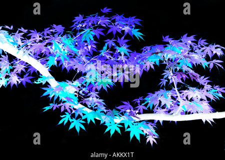 Invertierte Farben auf einem japanischen Acer Palmatum oder Ahorn Zweig. Stockfoto