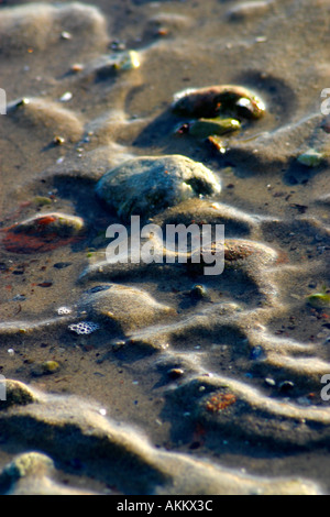 Muscheln und Kieselsteine im seichten Wasser Stockfoto