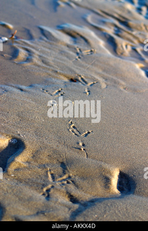 Reihe von Vogel Spuren im nassen sand Stockfoto