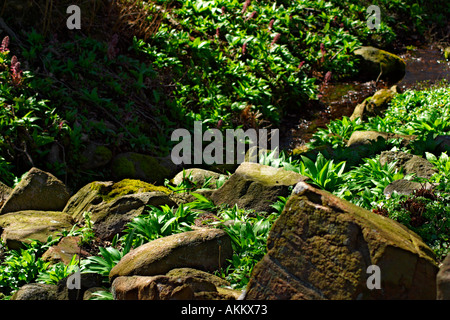 Allium Ursinium wächst zwischen Felsen in einem Tal mit einem kleinen Bach Stockfoto