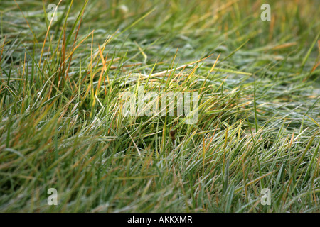 Sonnenlicht auf ein kleines Stück Frost bedeckt Rasen in den frühen Morgenstunden Stockfoto