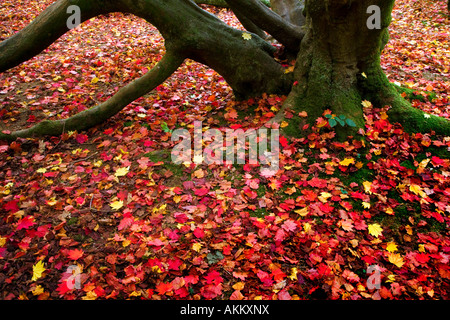 Ein Teppich aus Herbst Acer-Ahorn Blätter um die Basis eines Baumstammes im Westonbirt Arboretum, Tetbury, Gloucestershire, England Stockfoto