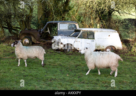 Eine alte Hillman Husky links und eine alte Min van Fäulnis in einem Feld in Herefordshire, England UK Stockfoto