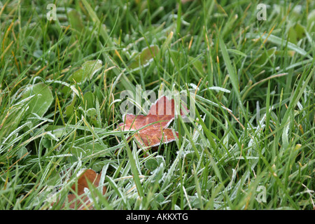 Ein Frost bedeckt rotes Ahornblatt im Gras Stockfoto