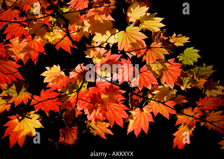 Hintergrundbeleuchtung Ahornblätter rot japanischen Acer vor einem dunklen schwarzen Hintergrund im Herbst im Westonbirt Arboretum, Gloucestershire, UK Stockfoto