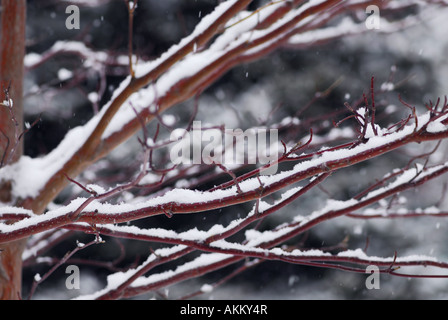 Schneebedeckte Äste im Winter park Stockfoto