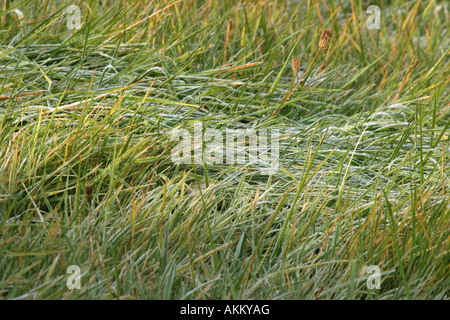 Lange Messer von Frost bedeckt Rasen Stockfoto