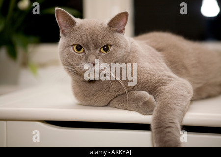 Britischen kurze Haare Katze Lila Stockfoto