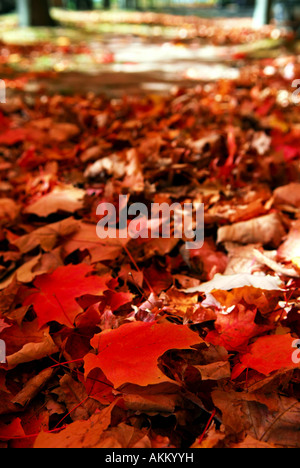 Rot-Ahornbaum Blätter auf dem Waldboden im Herbst Stockfoto