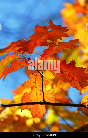 Eiche Zweig mit bunten Herbst Blätter im herbstlichen Wald auf blauen Himmelshintergrund Stockfoto