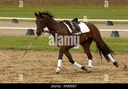 Frau Pferd an der Longe vor dem Wettkampf im Kentucky Horse Center USA Aufwärmen Stockfoto