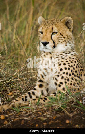 Vorderansicht eines Geparden, sitzt entspannt im Grasland der Masai Mara Stockfoto