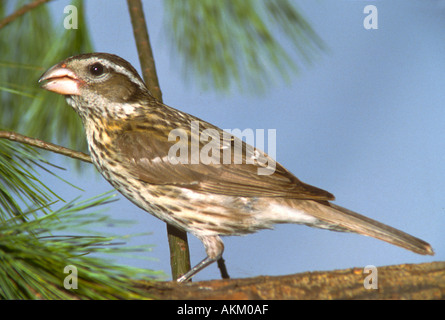 Frau Rose Breasted Grosbeak Stockfoto