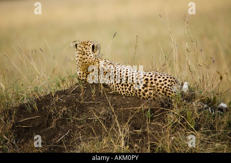 Ein Gepard entspannend auf einem Hügel das Grasland der Masai Mara Vermessung Stockfoto