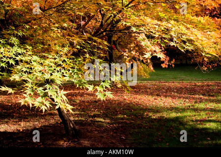 Goldenes Herbstlaub von den japanischen Acer-Ahorn im Westonbirt Arboretum, Tetbury, Gloucestershire, England, UK Stockfoto