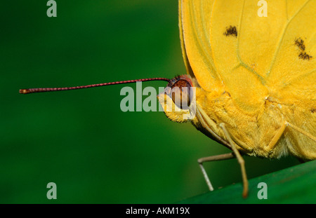 Orange verjährt Schwefel Phoebis Philea USA Texas Stockfoto