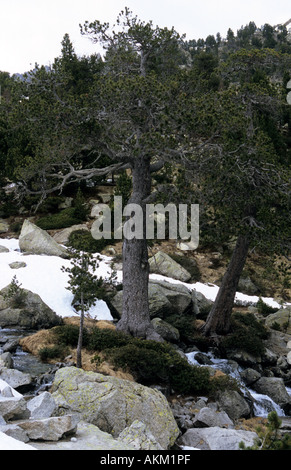 Alter Berg-Kiefern Pinus Aiguestortes Nationalpark Pyrenäen Katalonien Spanien Stockfoto