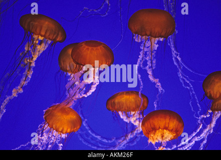 Meer NESSELN Quallen (Chrysaora Fuscecens) Monterey Bay Aquarium, Kalifornien USA Stockfoto