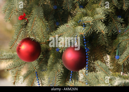 Äußeren Ornamenten ein immergrüner Baum hängen, während der Ferien Stockfoto