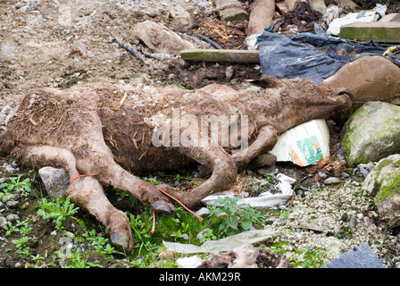 Tote Kuh geworfen, auf einem Bauernhof Stockfoto