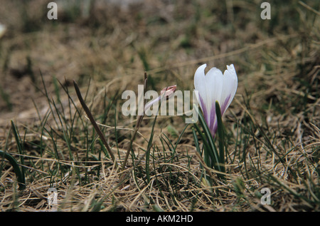 Nahaufnahme der weiße Krokus Crocus Albiflorus Blume Pyrenäen Katalonien Spanien Stockfoto