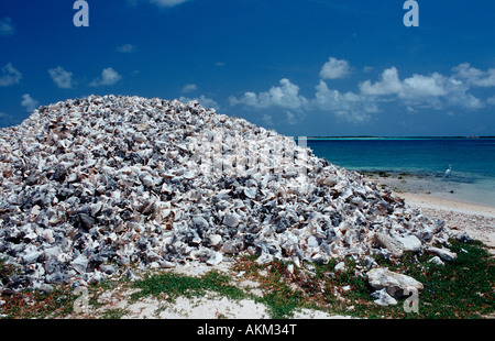 Muschel befindet sich am Strand Niederländische Antillen Bonaire Bonaire Stockfoto