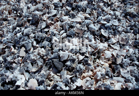 Muschel befindet sich am Strand Niederländische Antillen Bonaire Bonaire Stockfoto