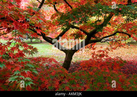 Japanisch Acer Ahorn zeigt Farbe Herbstfärbung im Westonbirt Arboretum, Tetbury, Gloucestershire, England, UK Stockfoto