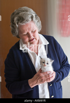 Handhabung und Auswertung ein kleines blaues bicolour Ragdoll Kätzchen in England UK im Hinblick auf die Wahl einer Lady Stockfoto