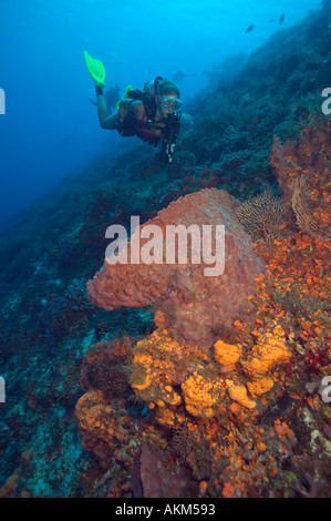 Taucherin nähert sich großen Schwamm auf Wand Santa Rosa Wand Divesite Cozumel Mexiko Stockfoto