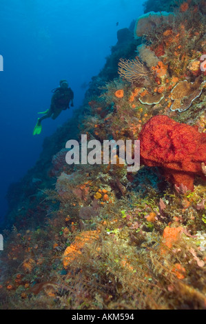 Taucherin und Schwamm auf Santa Rosa Wand Divesite Cozumel Mexiko Stockfoto