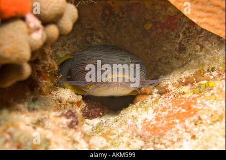 Cozumel herrliche Krötenfisch auf Tormentos Divesite Cozumel Mexiko Stockfoto