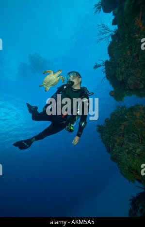 Kleine Schildkröte in der Nähe von Taucher s Gesicht Palencar Ziegel Divesite Cozumel Mexiko Stockfoto