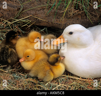 Weiße Hausente und Entenküken Stockfoto