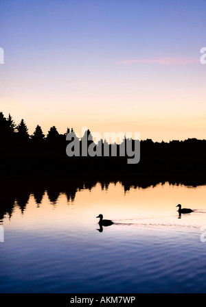 Enten schwimmen in einem See bei Sonnenaufgang Stockfoto