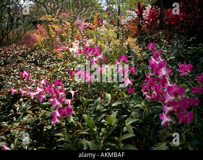 Singapore Botanic Gardens National Orchid Garden Stockfoto