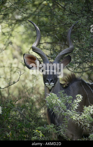 Größere Kudu-Porträt Stockfoto