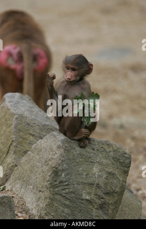 wenig Pavian in Sieger-pose Stockfoto