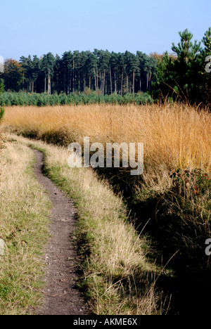 Cannock Chase, Staffordshire, England, UK Stockfoto