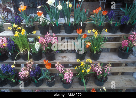 Frühlingsblumen zu verkaufen Stockfoto