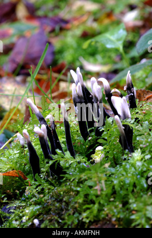 Candlesnuff Pilz, Xylaria Hypoxylon, im Wald, Warwickshire, England, UK Stockfoto